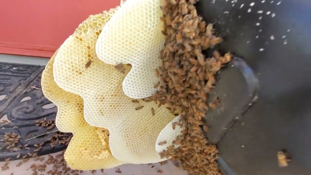 WATCHING THE BEES GROW