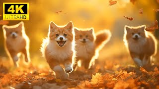 Verses Of Cuteness From The World Of Young Animals With Relaxing Music, Baby Animals 4K (60FPS)