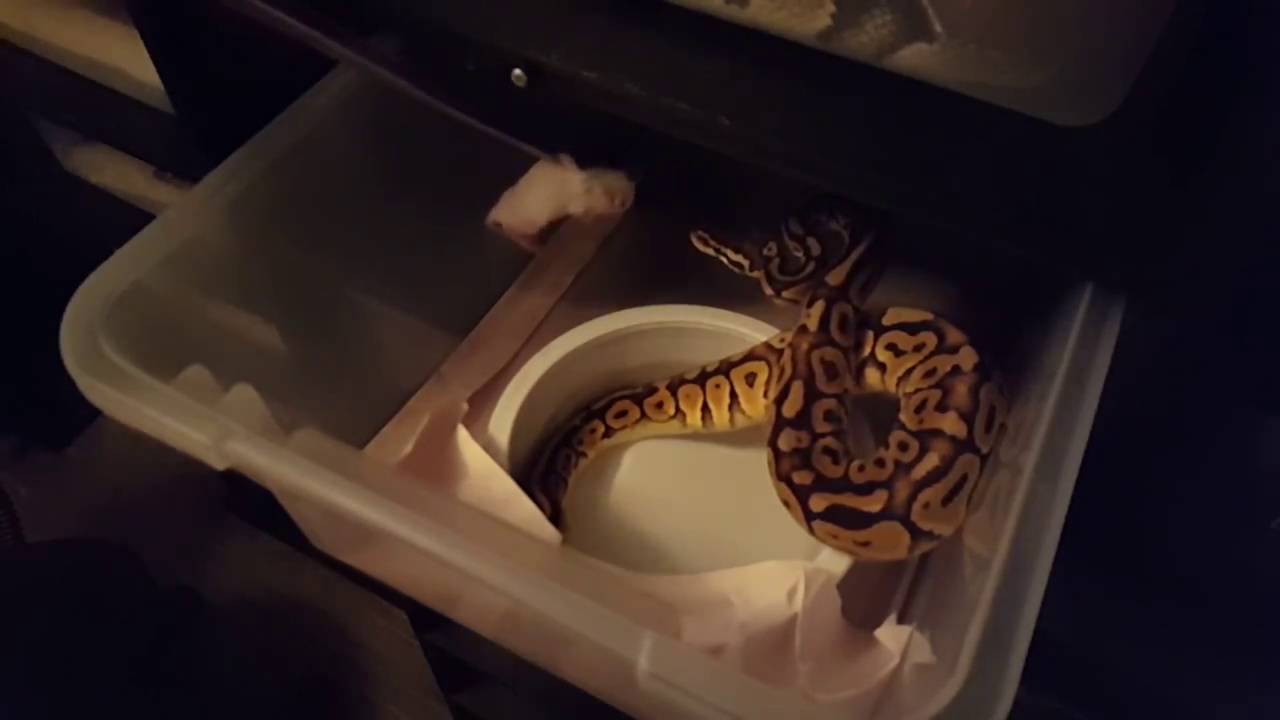 Tips on switching Ball Pythons to Frozen Thawed - YouTube - Care For Frozen Thawed Ball Pythons