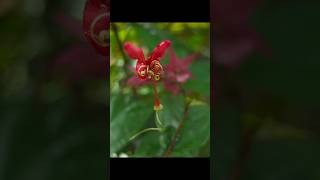 Creative Photography Tips and Trick with Samsung Phone using pro Mode