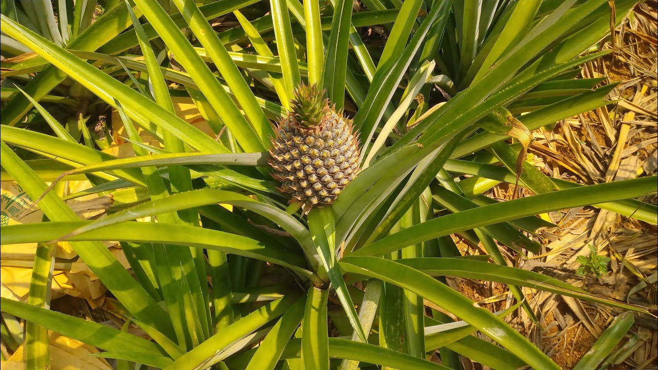 難忘的人 伴奏男key