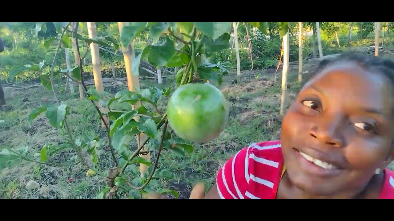 Ann al vizite Jaden grenadya AK papay kote menm zwazo kòmanse ap mange papay nan peyizan milyonè.