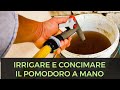 Guida Come Fertirrigare il Pomodoro a Mano
