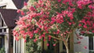 Catch the Crepe Myrtle Murderer | Southern Living
