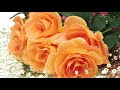 James Last 🌹La vie en Rose🌹Liebe Grüße an alle Rosen  Liebhaber 🌹🌹🌹
