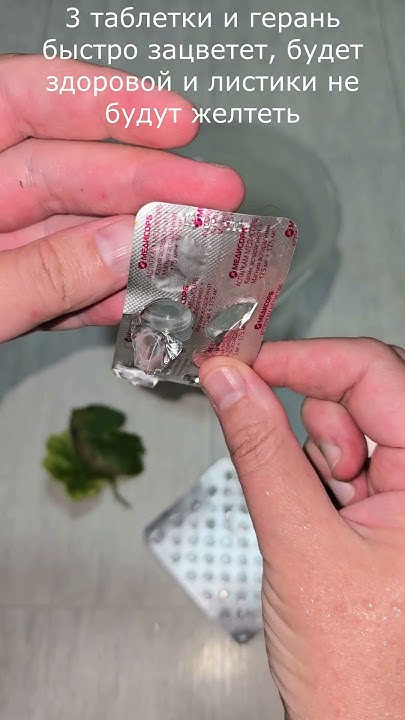 3 таблетки и герань быстро зацветет, будет здоровой и листики не будут ...