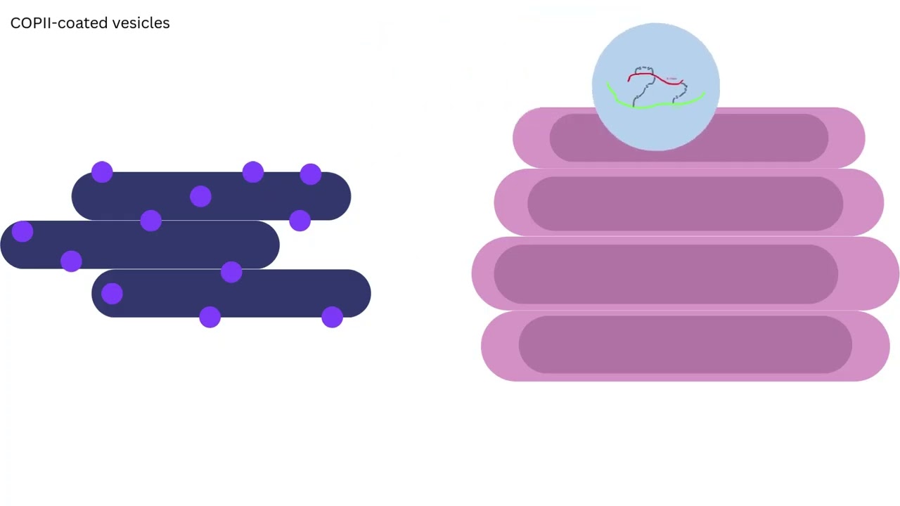 Biosynthesis of Insulin Bioanimation