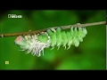 Insectos increíbles (Documental Nat Geo)