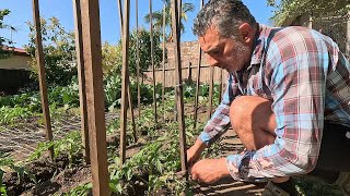 How I prune and stake my tomatoes