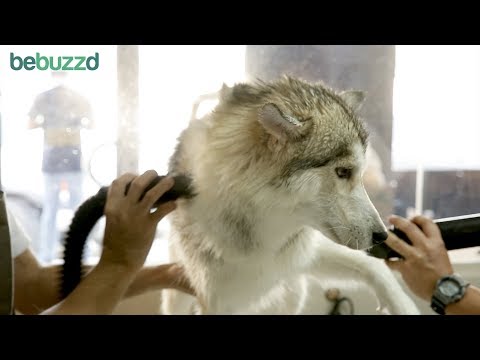 Petshack Spa In Abu Dhabi Wash Bath Dry Nail Trimming
