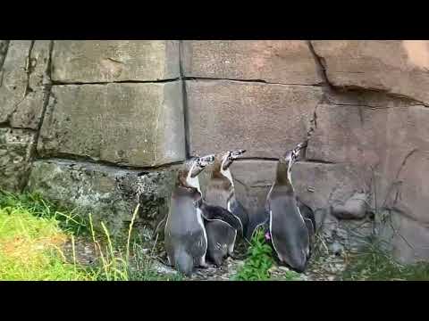 Funny penguins at the zoo chasing light from phone  - Funny penguins at the zoo chasing light from phone 
