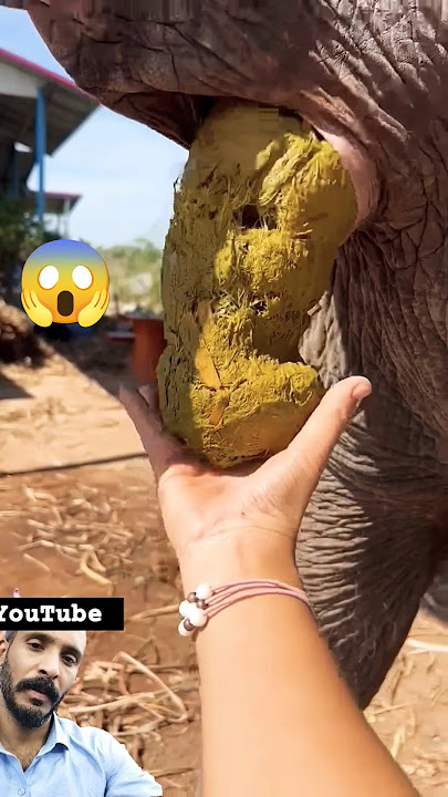 Elephant video 🖕