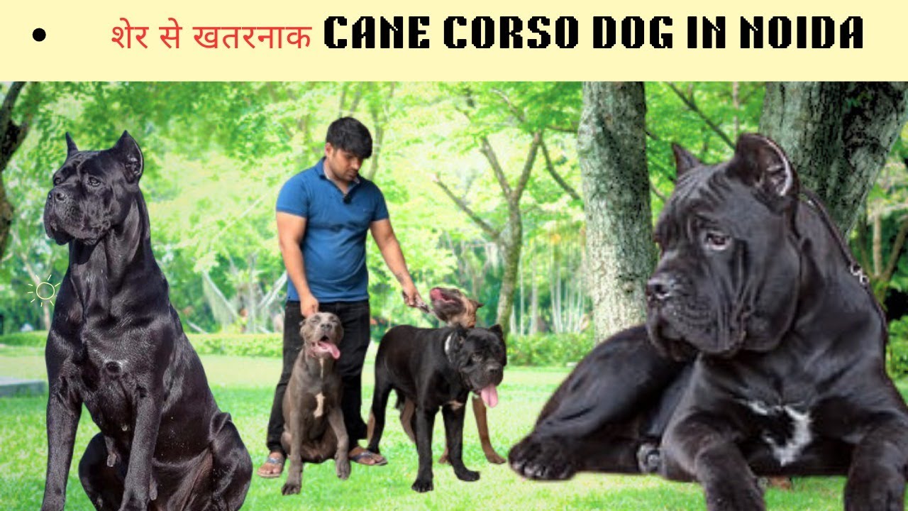 Biggest Cane Corso farm in Noida 🐶