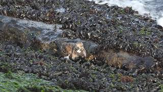 Drieteenstrandloper, Steenloper, Graspieper, Rosse Grutto, Eider, Vogelen Met Paul Saager 40