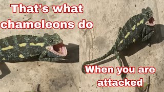 Celebrity What do chameleons do to defend themselves? See for yourself Profile