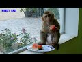 Smart Monkey Kako Sitting Near Window Mirror Eating Watermelon Fruit