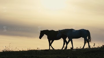 Horses running on a grass field