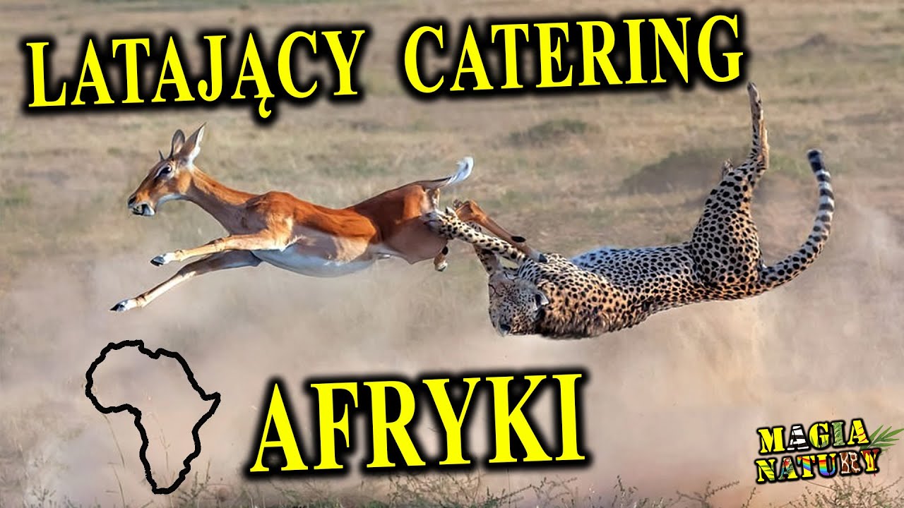 Fast Food Drapieżników - Antylopa IMPALA - McDonald's Afryki