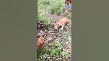 How do snakes catch snakes? #shortvideo #animals #animals #relaxation #wildlife #snake #shorts