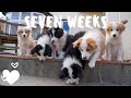 Day in the life with seven week old border collie puppies の動画、YouTube動画。