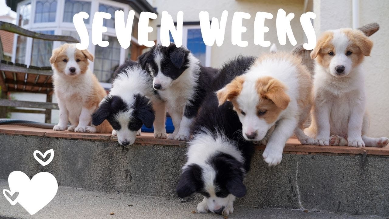 Border Collie Puppies - Animal Kingdom