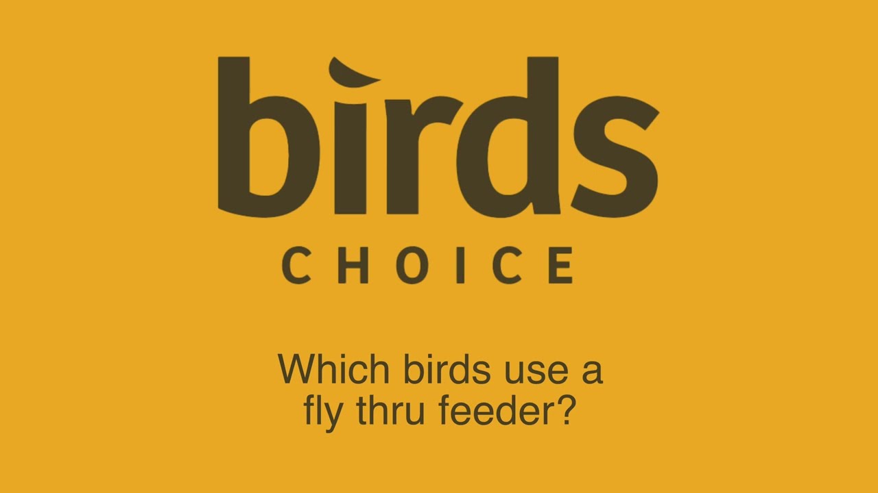 Birds Choice Fly-Thru Bird Feeders Attract a Variety of Birds