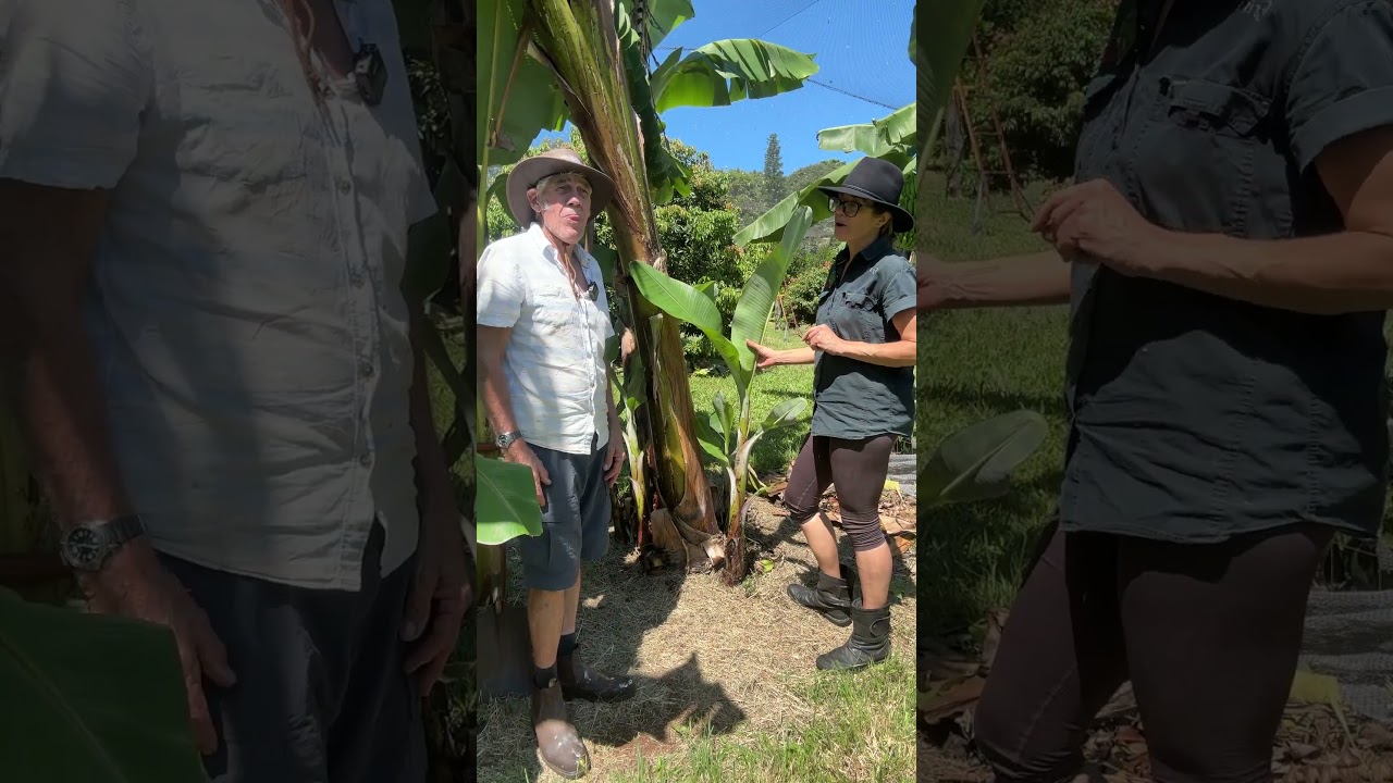 Уход за бананом: удаление отростков