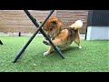 カエルを発見するも足が短くて無視され続ける柴犬w