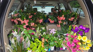 So Many New Plants For Summer Planting
Links to products shown in videos and some that I just like.
These are associate links, so I do make a small commission off of products purchased.
Creative co op Glass Cloche
https://amzn.to/2Gv91Qx
Gardening Supplies
GE LED 32 watt Grow Light PAR 38
https://amzn.to/2Z0XjDG
SANSI 24W LED Plant Light Bulb Full Spectrum LED Grow Light Plant Lights for Indoor Plants, E26 Grow Light Bulb for Hydroponics Greenhouse Houseplants Vegetable Tobacco, Sunlight White UV IR
https://amzn.to/3jCwkX0
J R Peters Inc (52064) Jacks Classic No.4 20-20-20 All Purpose Fertilizer
https://amzn.to/3500HCF
J R Peters Inc 52624 Jacks Classic No.1.5 20-6-22 Petunia Feed
https://amzn.to/3hXpuuB
VivaColor Waterproof RGB Color Changing Landscape Lights Bluetooth App Control, 48 Watts Total, Extra Long Cord, Built-in Timer, Programming, Music Sync, Mesh Capable(Complete 4 Light Set)
https://amzn.to/2GVUDkE
Some of my Filming Equipment
Sony A7sii Camera
https://amzn.to/2Dq9dzk
Rhode Video Micro
https://amzn.to/2EMKB4L
Tripod
https://amzn.to/2DrGnyC
Lighting
https://amzn.to/3hYm4I3
Lens Ziess 16-35 f2.8
https://amzn.to/3bo94Jg
Lens Zeiss 24-70mm
https://amzn.to/2QPTzAs
Lens Sigma DG Art 20mm Prime Fixed F1.4
https://amzn.to/2QPeF1Q
Dji Osmo Mobile 2 Gimbal
https://amzn.to/2EVSVz4
Smartphone Holder For Tripod
https://amzn.to/31Ucv7r
⬇️⭐⭐⭐⬇️Social Media⬇️⭐⭐⭐⬇️
🍃Stay up to date with daily life and activities through messaging and pictures and dont forget to subscribe and hit the notification bell!
INSTAGRAM- @tropicalplantparty
TWITTER- @tropicalplantJc
SnapChat- Tropplantparty So Many New Plants For Summer Planting