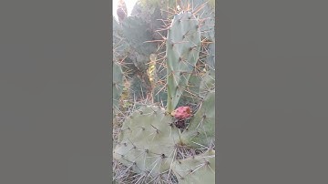 Cây Rừng Độc Lạ Hiếm Có Khó Tìm Trên Sa Mạc l Sinh Tồn Tây Nguyên.