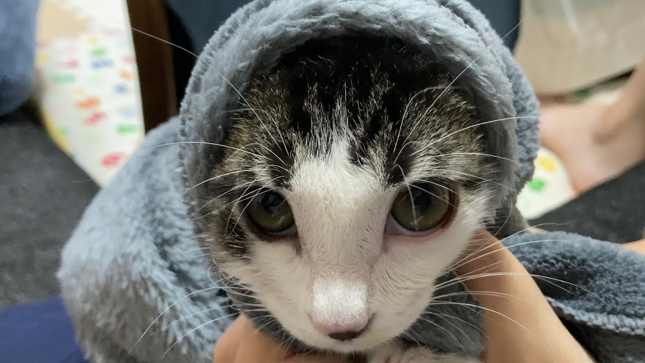 汚れた身体を洗ったらマッチ売りの少女みたいになってしまった子猫