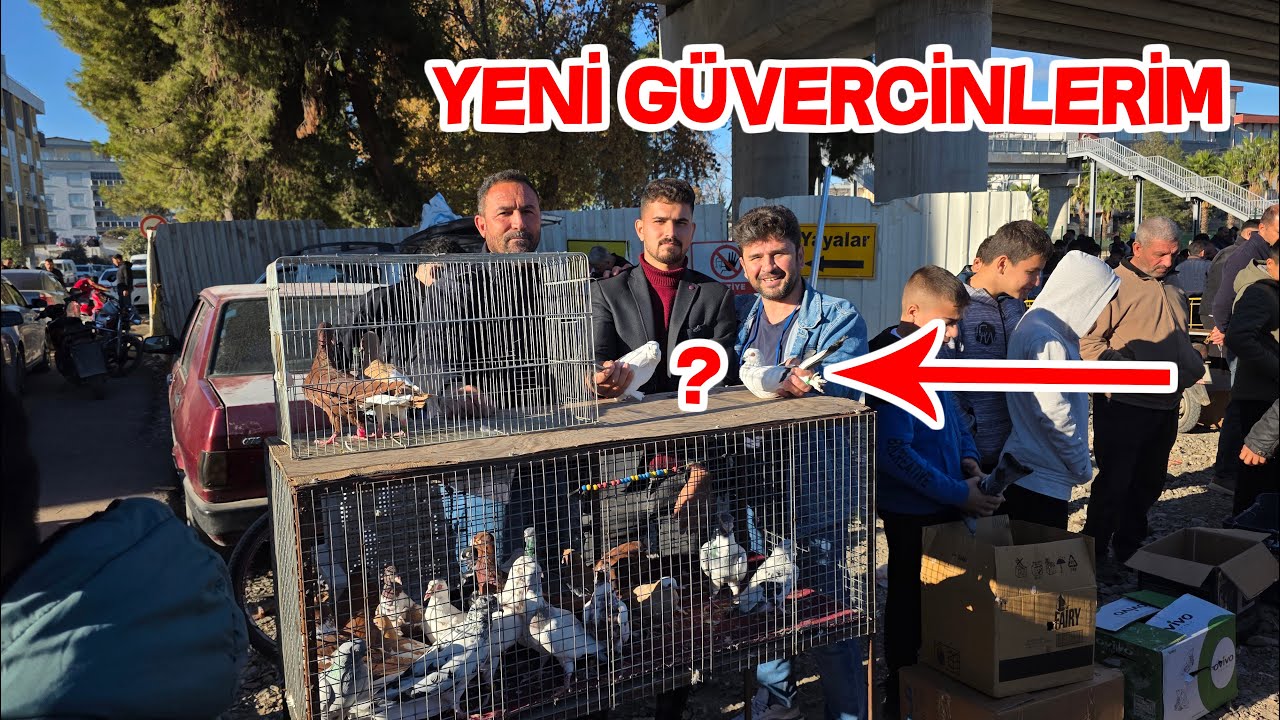 Güvercin Pazarından Bir Çift Güvercin Aldım