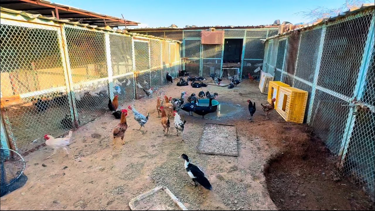 مسافر ورحت لمحلات الطيور اتفرج 🕊️🐓🦃🐇