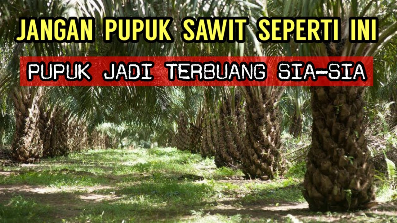 STOP CARA INI! 5 Kesalahan fatal pemupukan kelapa sawit di indonesia