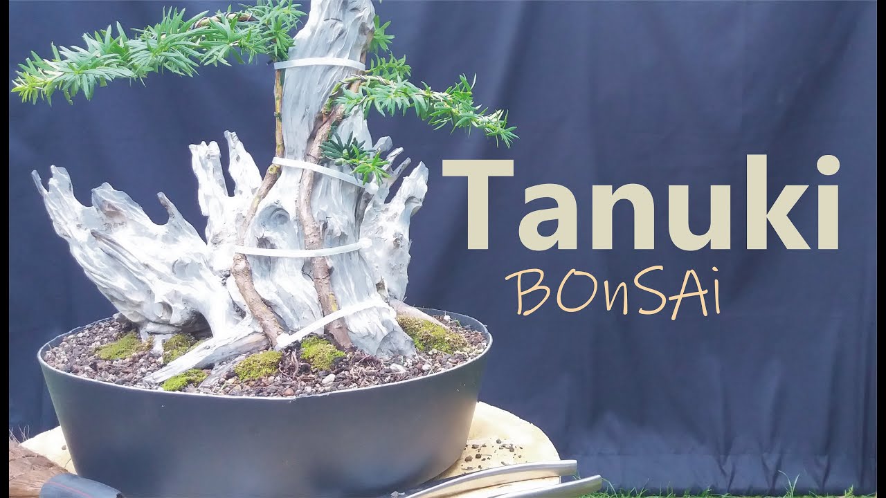 Tanuki (Verheiratung)