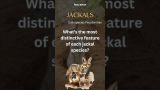 Jackal Fact 53 - Whats The Most Distinctive Feature Of Each Jackal Species?