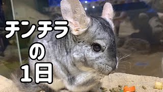 チンチラの日【足立区生物園】