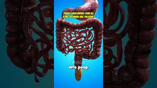 Paano Ginagawang Dumi Ng Katawan Ang Pagkain