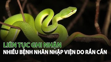 Liên tục ghi nhận nhiều Bệnh Nhân nhập viện do Rắn cắn| VTC14
