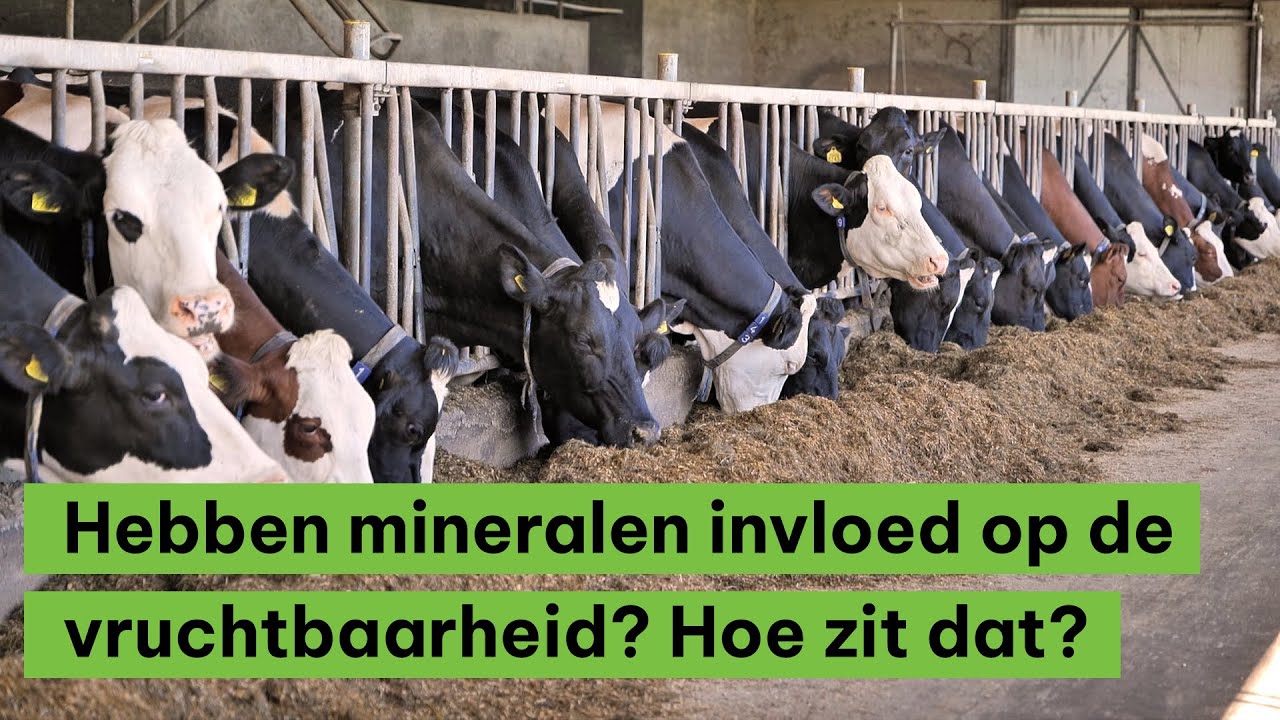 Hebben mineralen invloed op de vruchtbaarheid? Hoe zit dat?