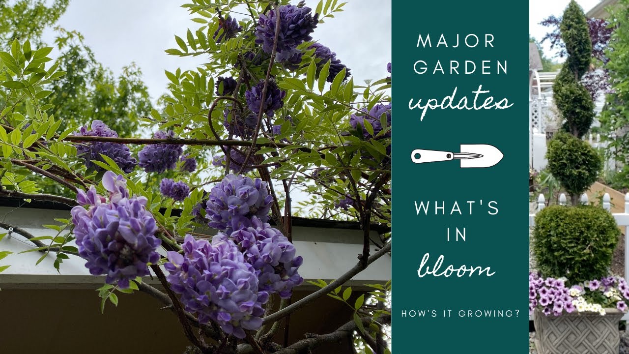 Major Garden Updates | Tour of Plants in Bloom 🌿 How's It Growing?