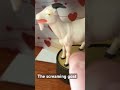 The screaming goat