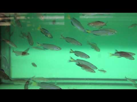CYPRICHROMIS LEPTOSOMA SPECKLEBACK MOBA