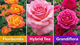Rose Types Explained: Floribunda, Hybrid Tea or Grandiflora?
