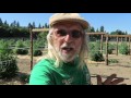 Grow Marijuana: Two-acre Cannabis Farm!