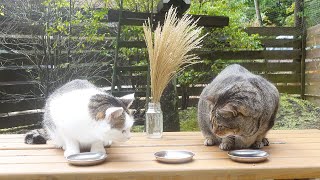 お月見会をしていたら何かを感じ取ったはな。-Hana sensed something at the moon viewing party.-