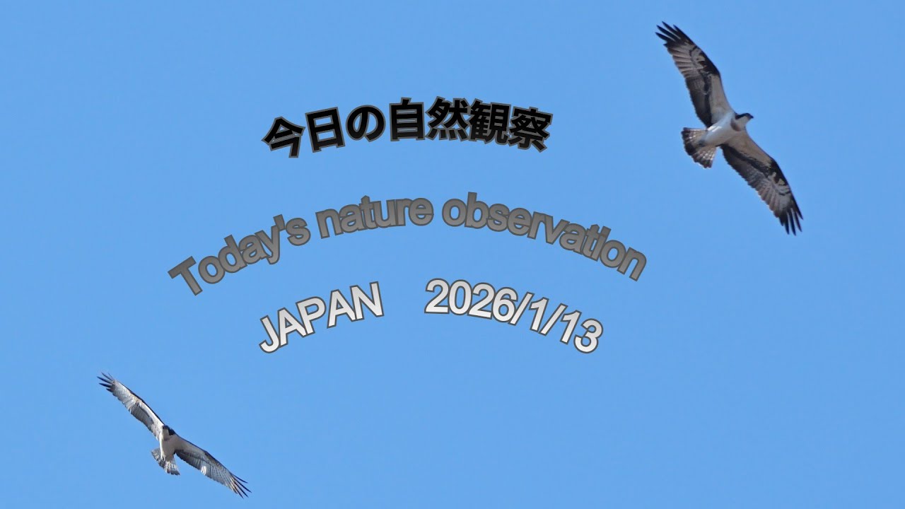 今日の自然観察　Today's nature observation　JAPAN  2026/1/13