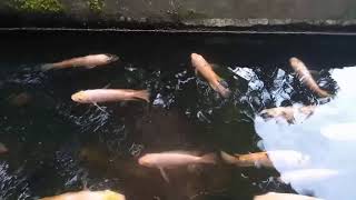 Download Lagu Musik relaksasi: ikan, suara air dan musik dalam harmony MP3