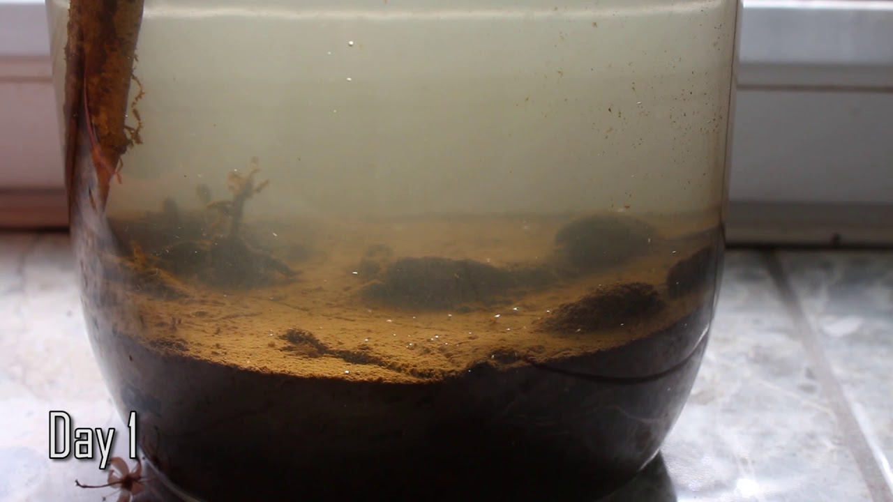 EcoSphere In A Jar! (Mud & RiverWater) - YouTube