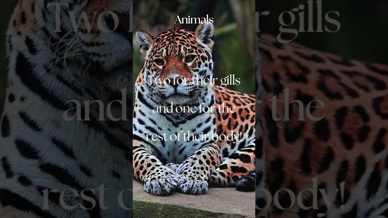 "The Hidden Wonders of the Animal World"